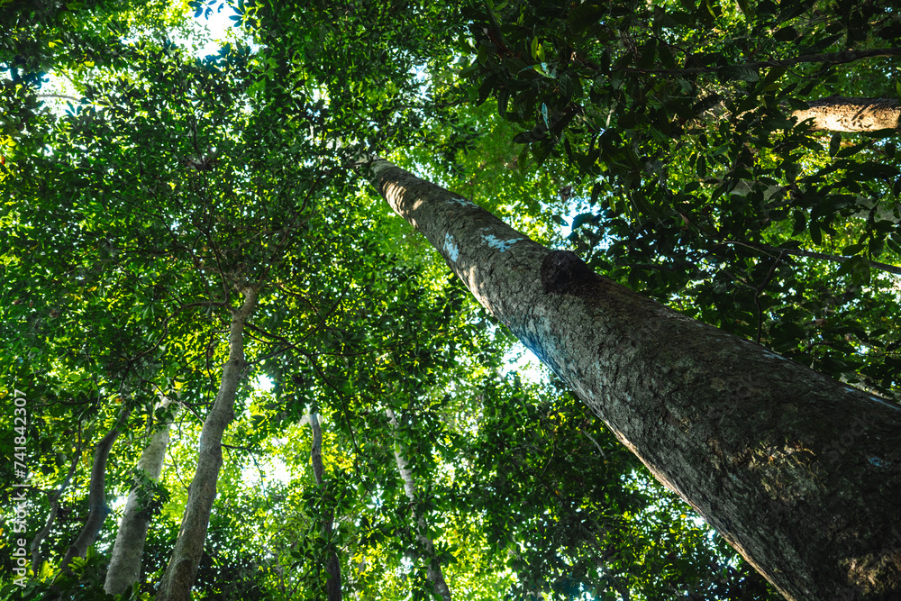 Fototapeta premium Earth Day eco concept with tropical forest background, natural forestation preservation scene with canopy tree in the wild, concept on sustainability and environmental renewable