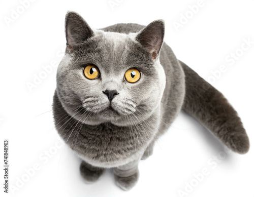 Britische Kurzhaar Katze stehend isoliert auf weißen Hintergrund, Freisteller , Draufsicht