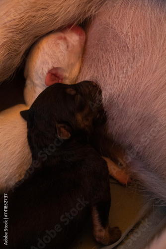 Dog puppy  newborn. Baby sleeping with his mother