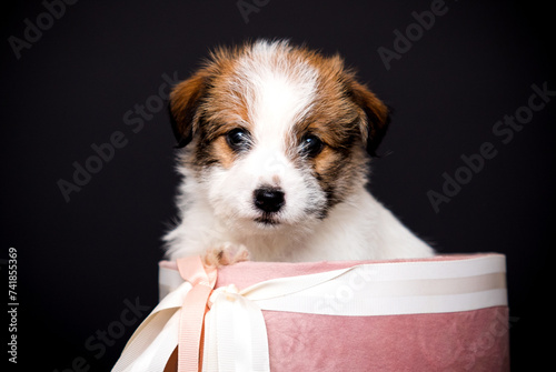 Jack Russell puppy looking to the side