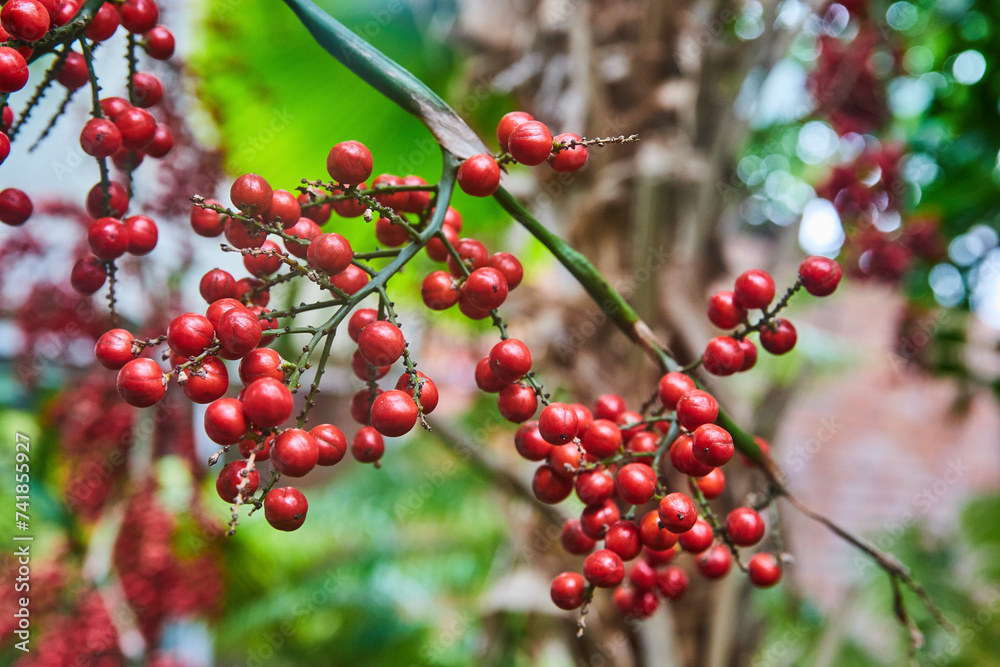 Vibrant Red Berries Close-up in Botanical Garden Vibrant Red Berries Close-up in Botanical Garden
