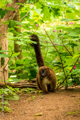 Red ruffed lemur in the Apenheul Monkey Park in the Netherlands. photo