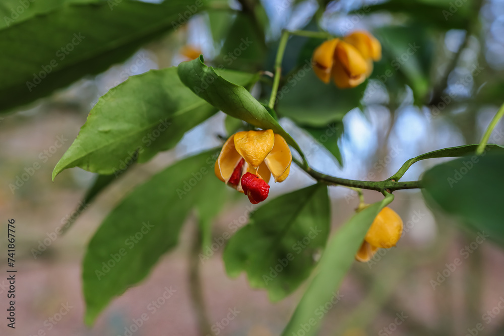 Euonymus myrianthus, evergreen shrub with narrowly oval, leathery, dull green leaves. yellow-orange fruits that split to reveal orange-red seeds.