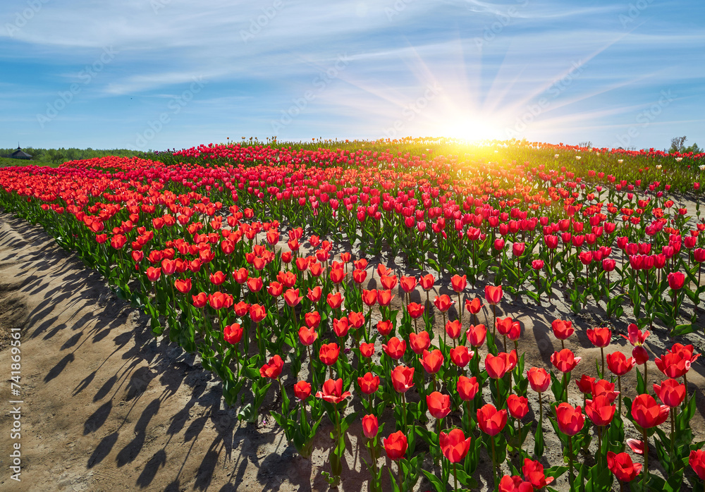 Red tulips in curvy rows