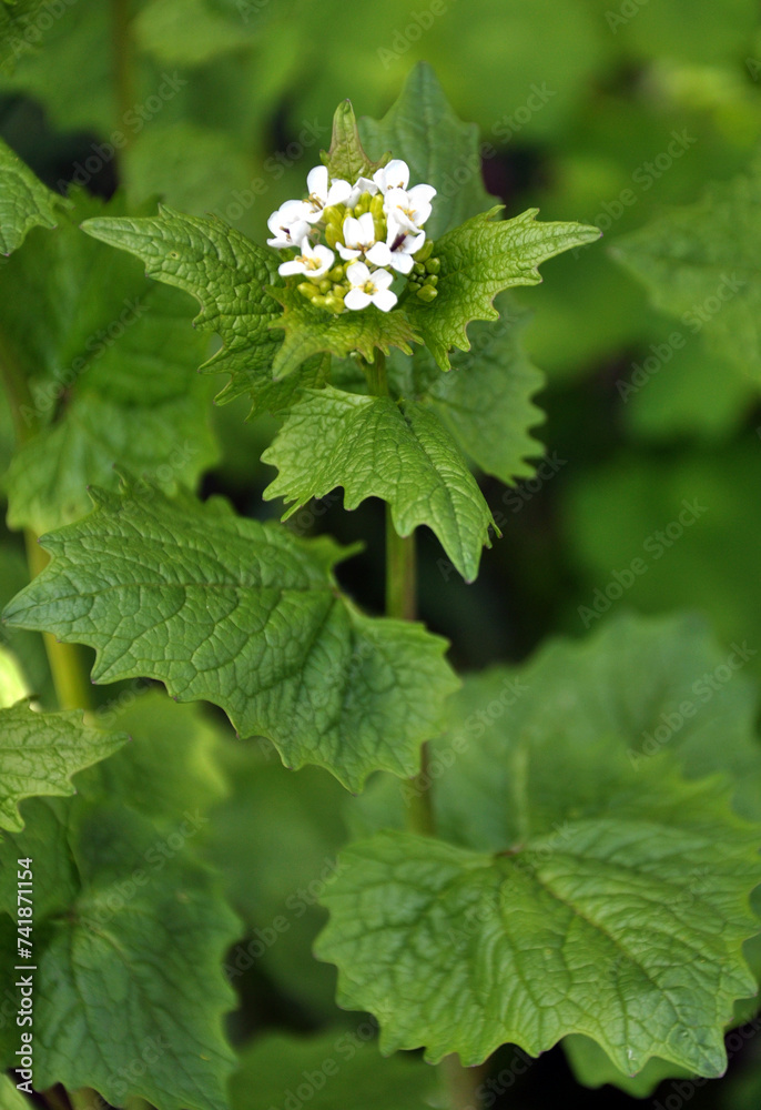 Horse garlic (Alliaria petiolata) grows in the wild Horse garlic (Alliaria petiolata) grows in the wild