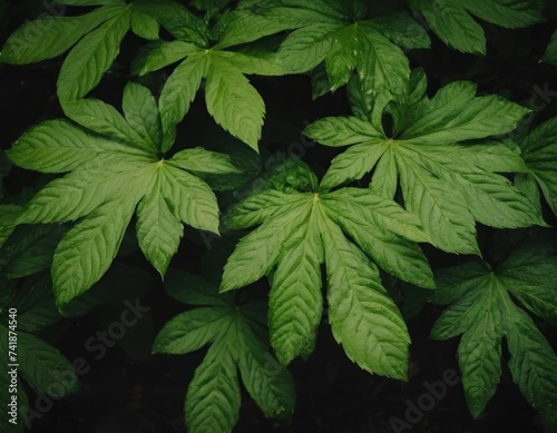 green leafy plants and trees with dark background