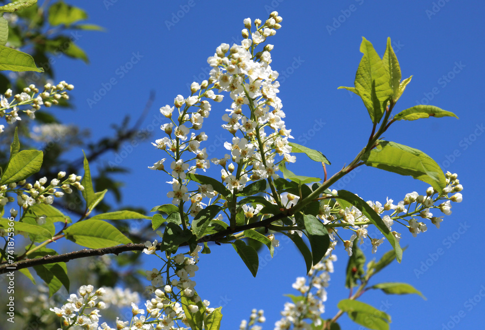 In spring, bird-cherry tree (Prunus padus) blooms in nature In spring, bird-cherry tree (Prunus padus) blooms in nature