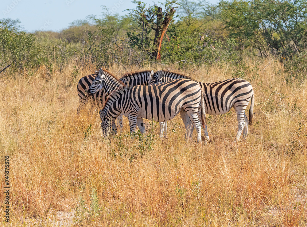 A Zebra Family in the Grasslands A Zebra Family in the Grasslands