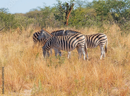 A Zebra Family in the Grasslands