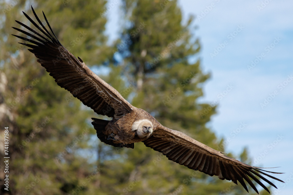 Fototapeta premium Buitre gyps fulvus volando en diagonal con fondo de pinos y cielo azul con nubes en Alcoy, España