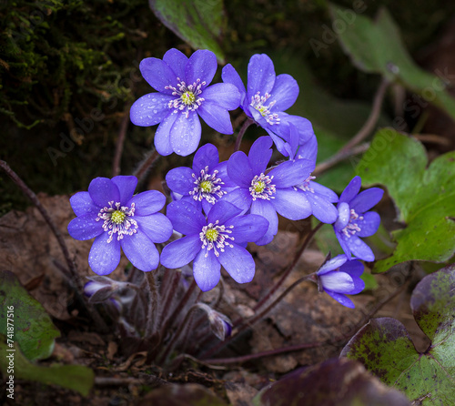 Liverwort - Hepatica nobilis, blue flowering plant, flowering in early spring