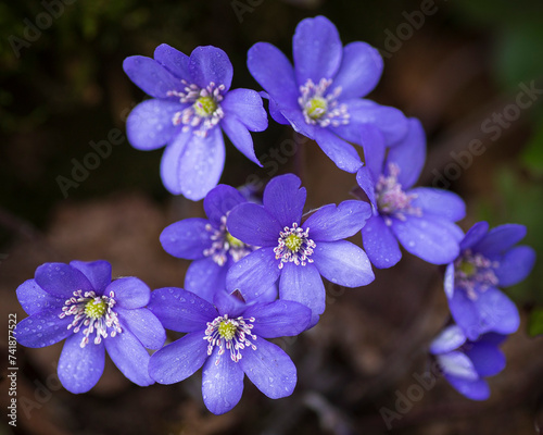 Liverwort - Hepatica nobilis, detail of flower, blue flowering plant, flowering in early spring