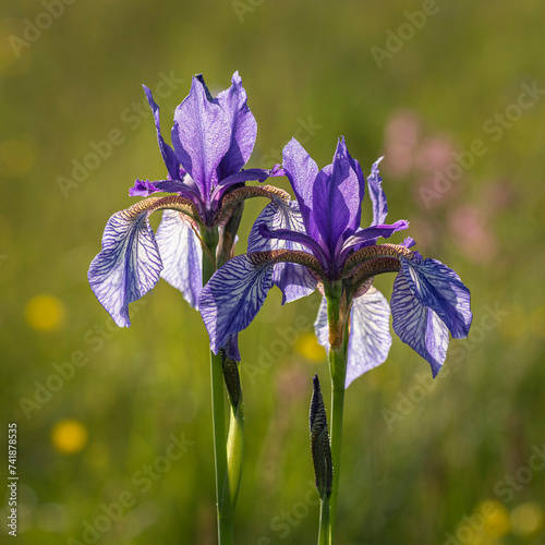 Siberian iris (Iris sibirica) - blue-violet blooming iris growing freely in nature, protected flower, detail of two flowers backlit