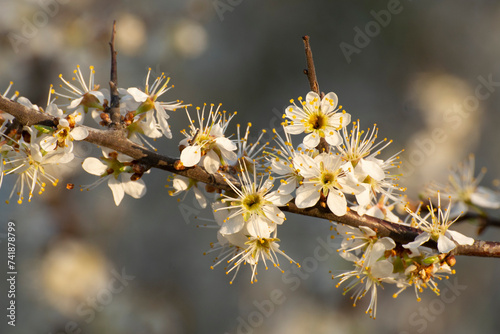 Twig of shrubs of blackthorn - Prunus spinosa - with blooming white flowers, macrophotography with nice background	