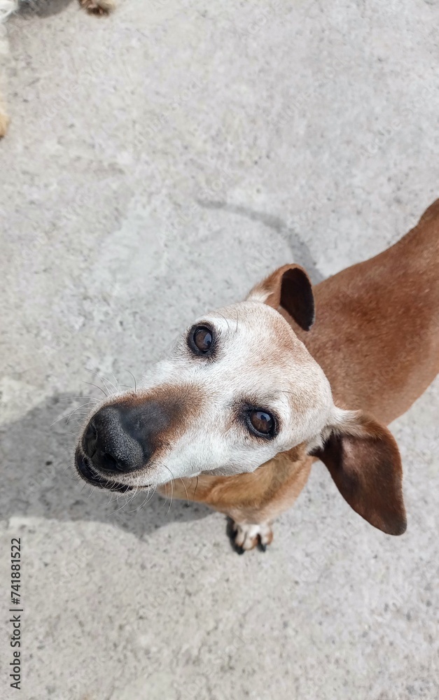 photo of an elderly dachshund with ears in the air seen from above photo of an elderly dachshund with ears in the air seen from above