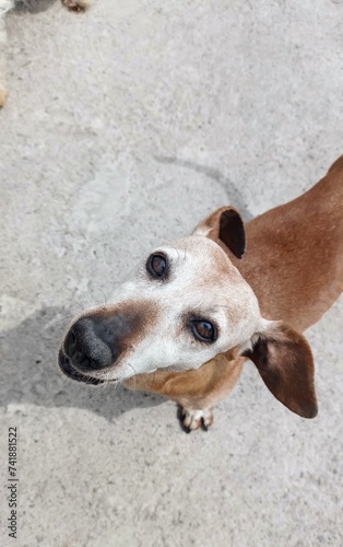 photo of an elderly dachshund with ears in the air seen from above