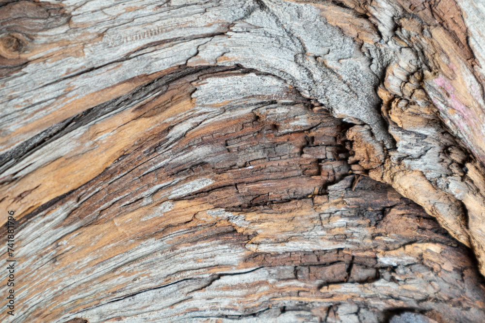 The texture of an old tree, a snag. The texture of an old tree, a snag.