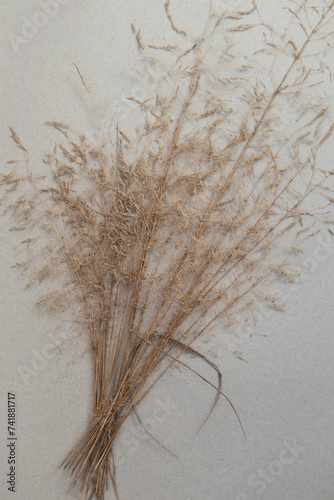 Dry grass on a white background. The concept is in the style of minimalism.