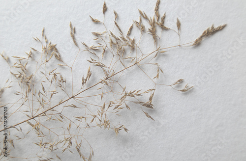 Dry grass on a white background. The concept is in the style of minimalism.