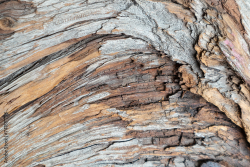 The texture of an old tree, a snag.