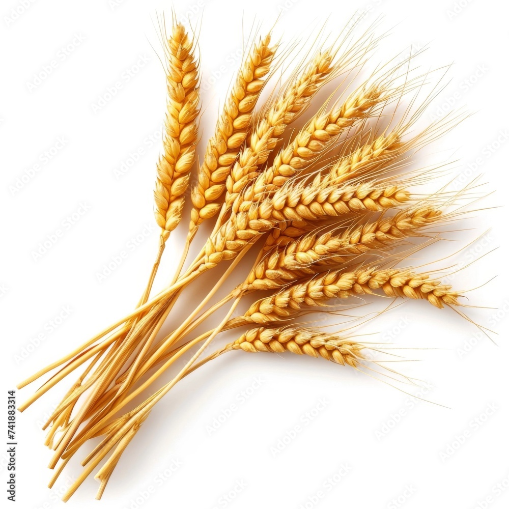 Wheat ears isolated on white background Wheat ears isolated on white background