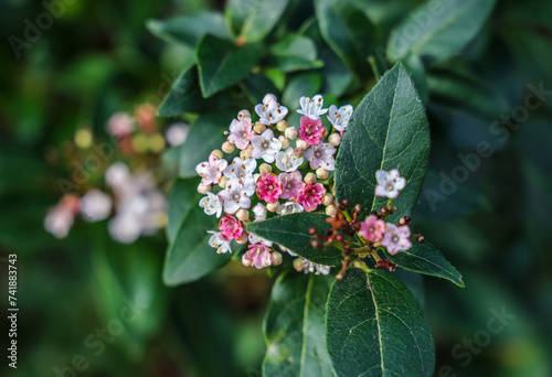 Viburnum tinus (Laurustinus, laurustinus viburnum, or laurestine) is a species of flowering plant in the family Adoxaceae, native to the Mediterranean area of Europe and North Africa.  photo