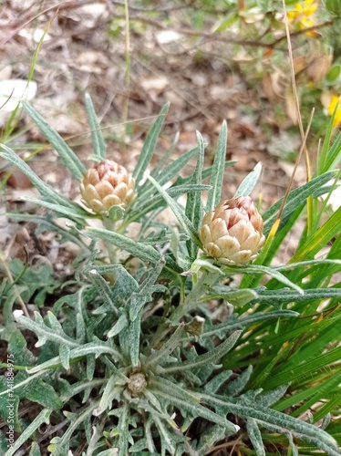 Rhaponticum coniferum V. also Leuzea confera L. is an herbaceous plant from Mediterranean regions. It's remarkable by the likeness of it's pseudanthium to a pine cone and it grows on calcareous soil