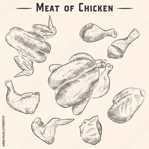 Vector Chicken Meat Drawings. Engraved whole chicken and legs, wings, fillet and thigh. Poultry farming natural business.