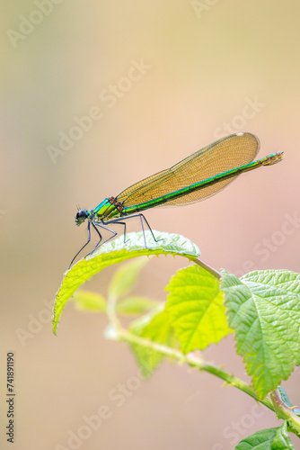 Banded Demoiselle Calopteryx splendens damselfly female close-up photo