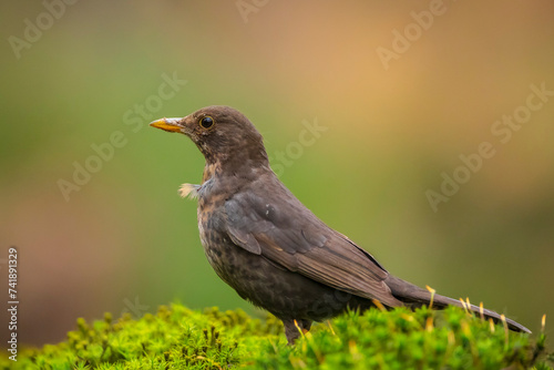 Blackbird, turdus merula, female bird perched