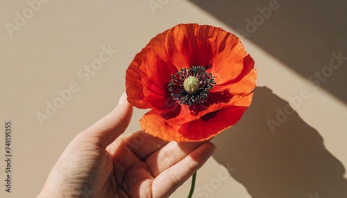 female hand holds delicate red poppy flower stem on neutral tan beige background with hard sunlight shadows aesthetic close up view floral composition