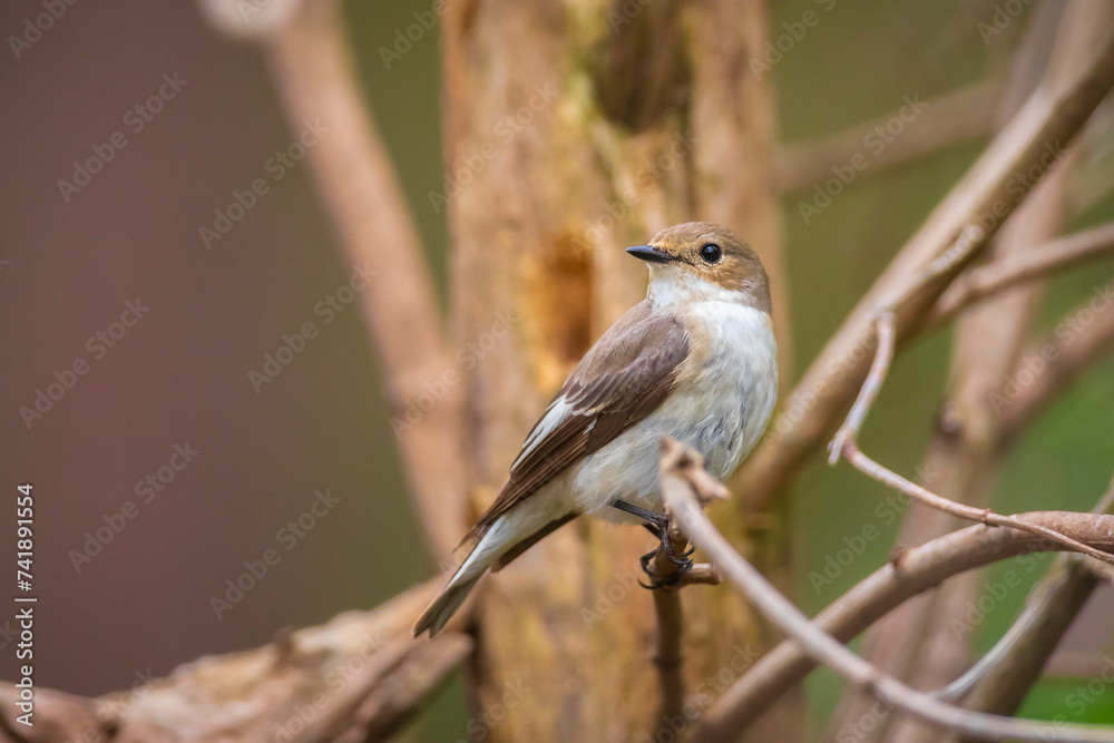 Closeup of a European pied flycatcher bird, Ficedula hypoleuca, perching on a branch, singing. Closeup of a European pied flycatcher bird, Ficedula hypoleuca, perching on a branch, singing.