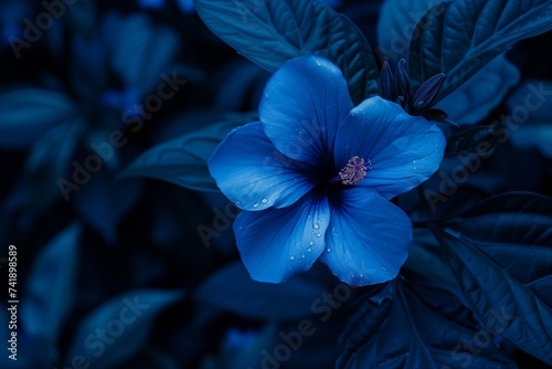 blue flower on dark background photo