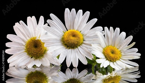 pretty separately daisy flowers isolated on transparent background