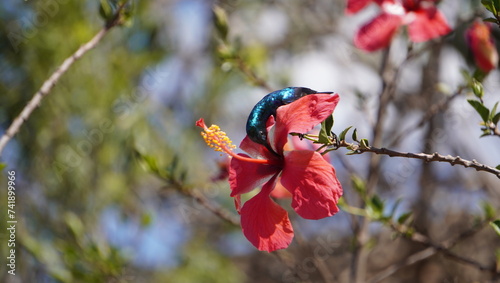 sunbird on a flower