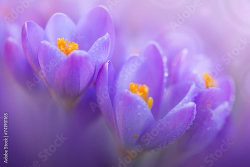 Spring background with purple flowering crocus isolated .