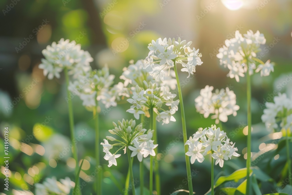 flowers in the garden