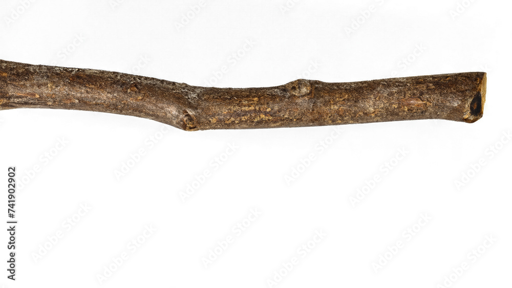 Tree Branch isolated on white background Tree Branch isolated on white background