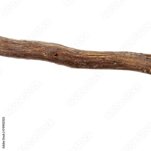 Tree Branch isolated on white background