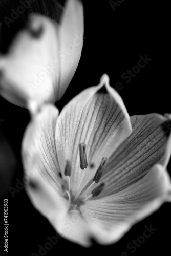 Close Up of Pretty White SnowDrop or Snow Drop Flower Blossom on Black Background