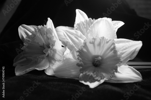 Close Up of a Doffodil Spring Flower Bloom on a Black Background