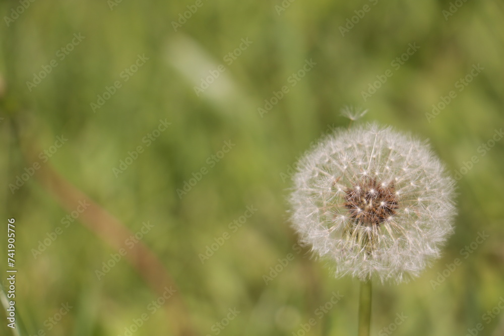 dandelion in the grass