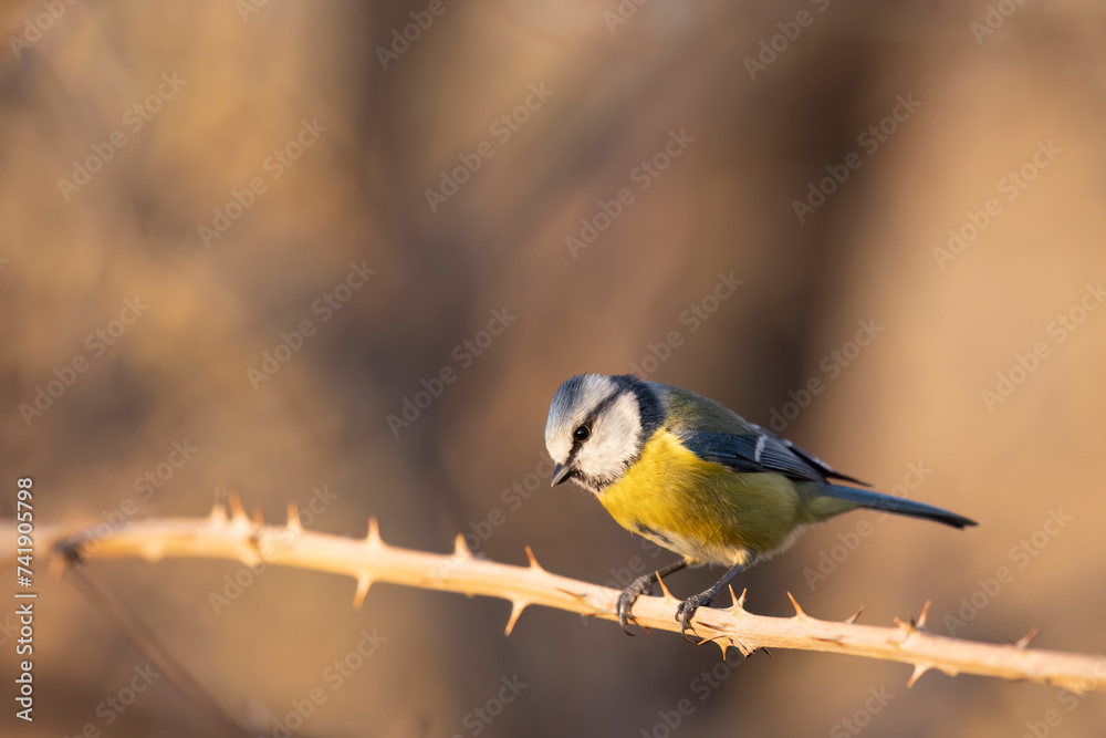 Obraz premium The Eurasian blue tit (Cyanistes caeruleus) is a small passerine bird in the tit family,
