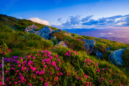 blooming pink rhododendron flowers, amazing panoramic nature scenery.  © Rushvol