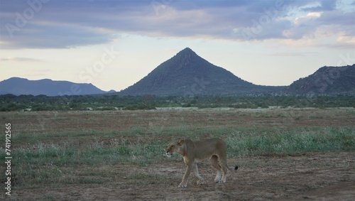 lion with a cone shaped mountain in the background