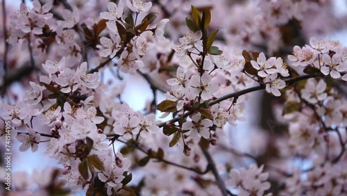 Prunus cerasifera is plum known by common names cherry plum and myrobalan plum. It is native to Southeast Europe and Western Asia, and is naturalised in British Isles. photo