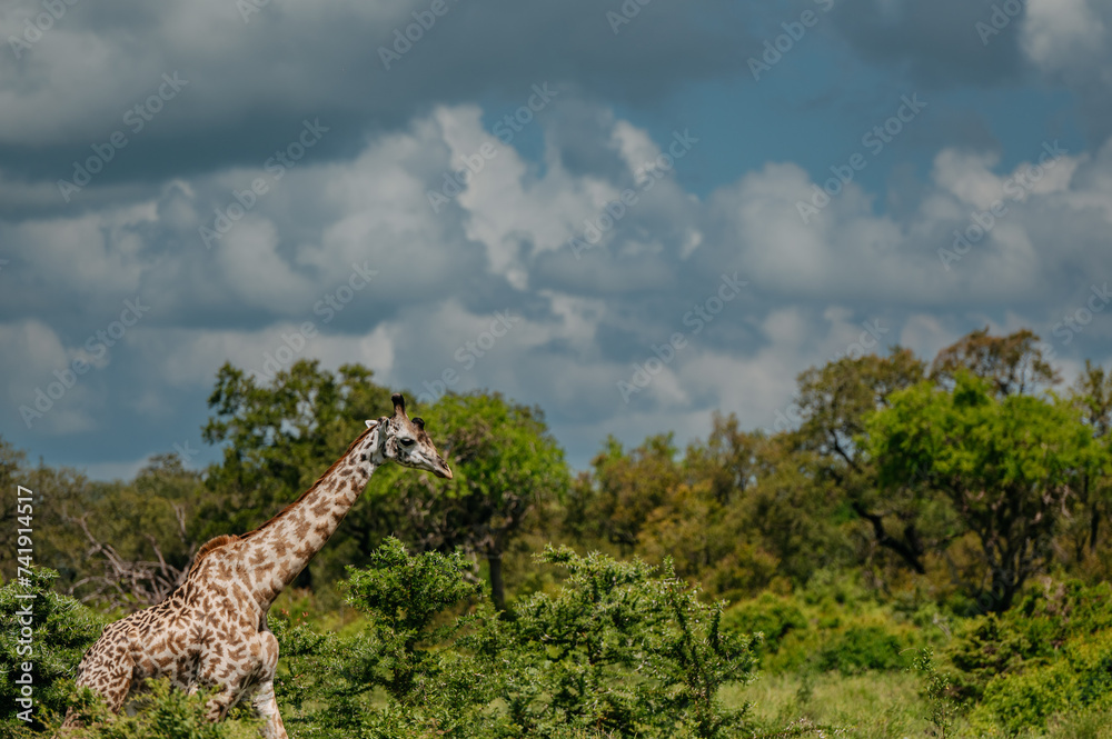 Fototapeta premium A giraffe in their real habitat. A giraffe in african savannah. Giraffe in tanzania