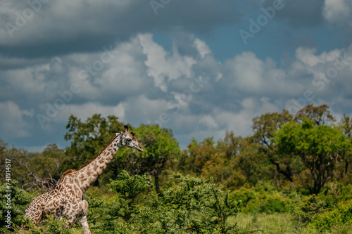 A giraffe in their real habitat. A giraffe in african savannah. Giraffe in tanzania