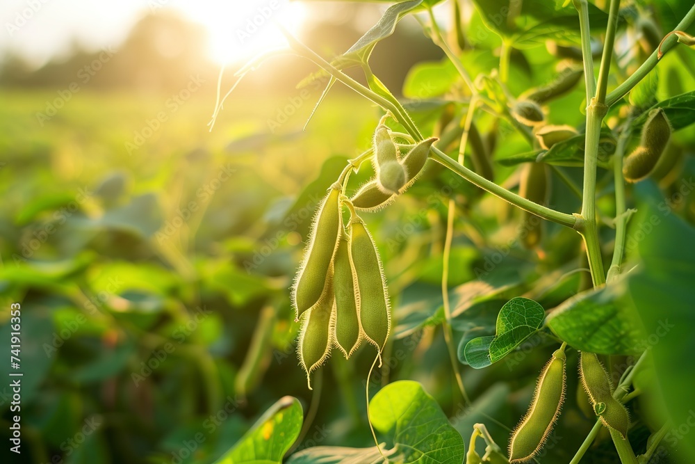 mature soybean plant with pods ready for harvest - obrazy, fototapety, plakaty 