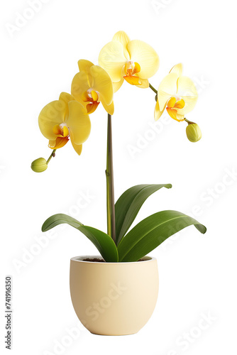 Beautiful tropical orchid flower in pot